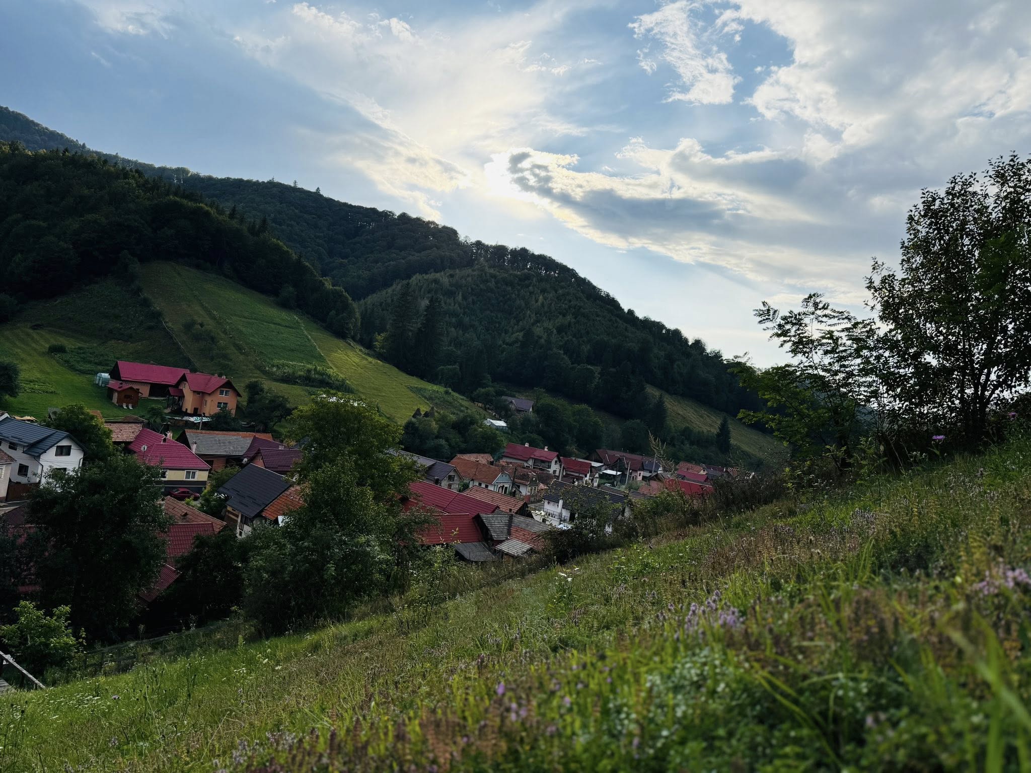 Holbav văzut din pajiște cu flori sălbatice